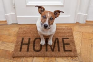 pet-proofing tips