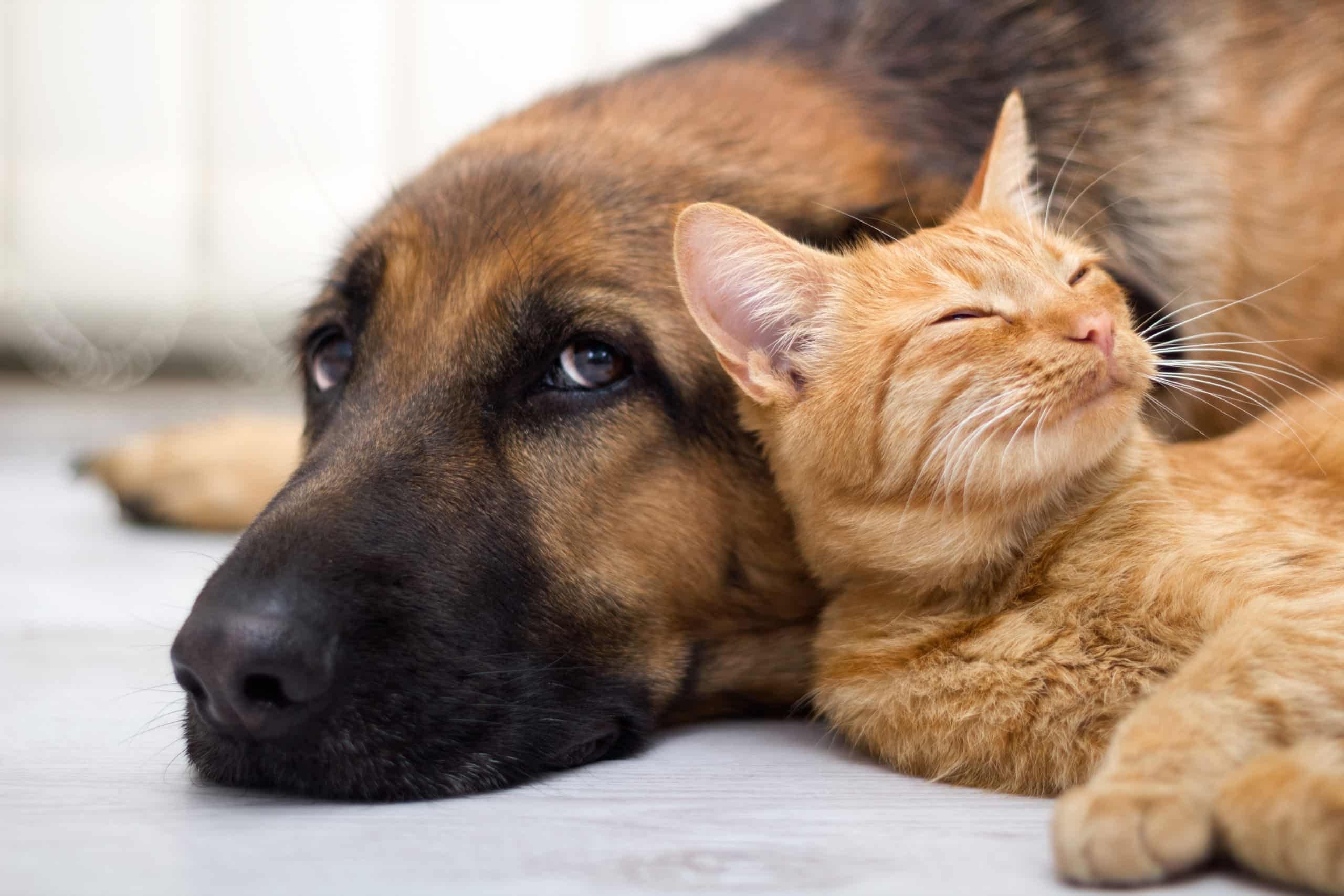 Ogden Utah Plumber pets